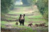 Caccia al cinghiale in Toscana